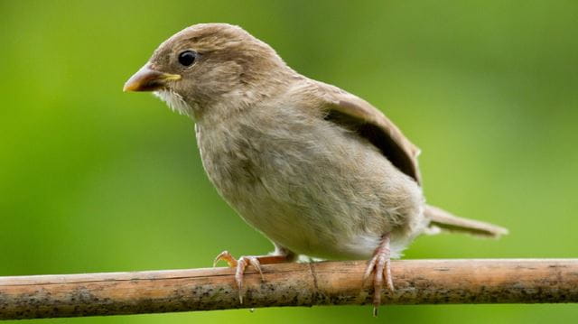 Attract wildlife to your garden house sparrow on branch